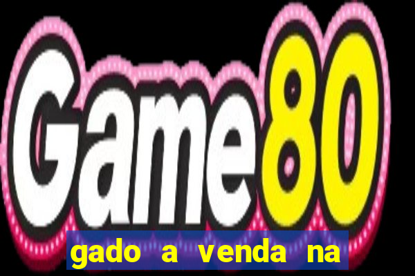 gado a venda na bahia olx